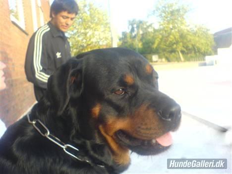 Rottweiler Chica - Grilaften. Min storesøsters kæreste i baggrunden. billede 9