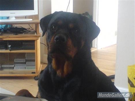 Rottweiler Chica - På mit værelse. billede 4