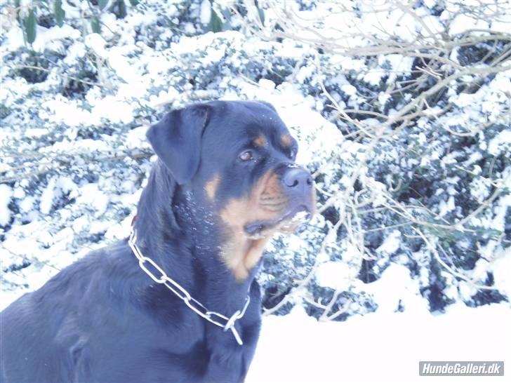 Rottweiler Chica - Den smukke pige i sneen. :) billede 13