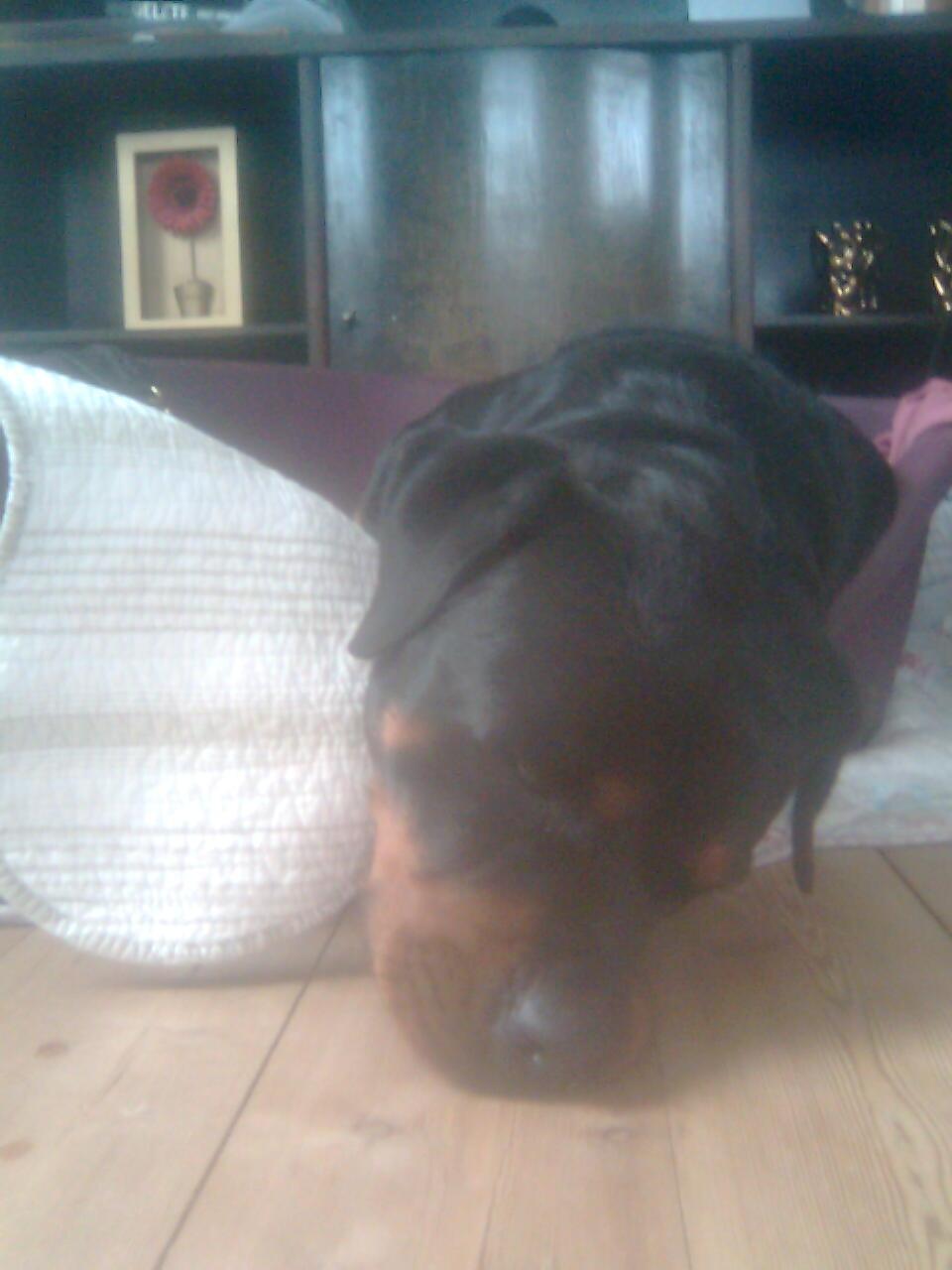 Rottweiler Chica - Det sidste billede nogensinde taget af hende. Jeg tog det, dagen inden hun blev aflivet. billede 20