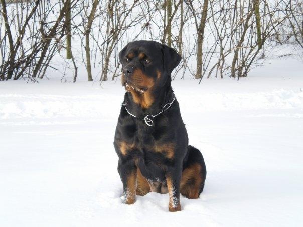 Rottweiler Chica - Smukkepigen i sneen. :) billede 3