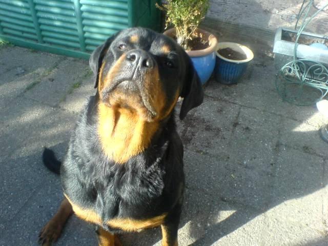 Rottweiler Chica - Man føler sig så tilpas når man sidder og strækker sig i solen. :) billede 10
