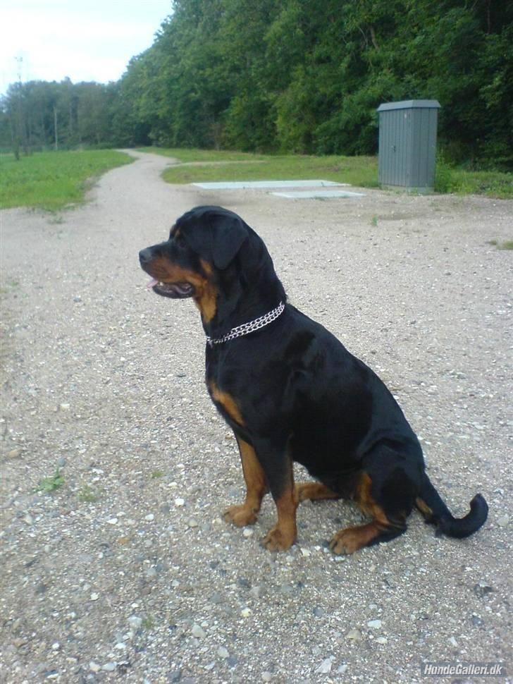 Rottweiler Chica - På tur :) billede 6