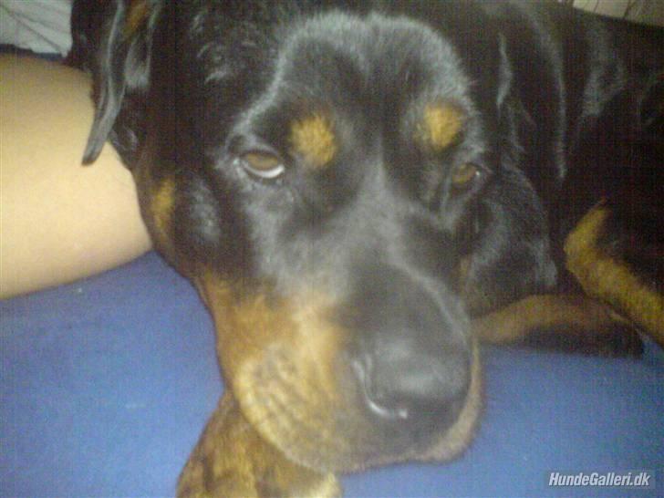 Rottweiler Chica - Den trætte pige :) billede 11