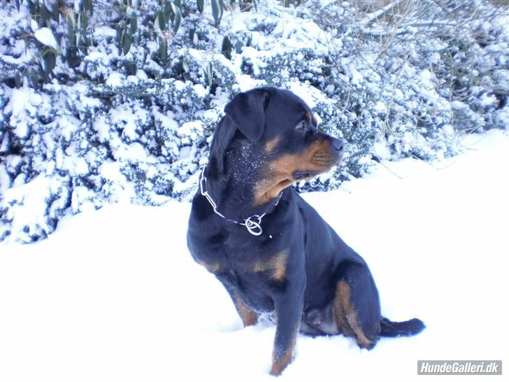 Rottweiler Chica - Den smukke pige i sneen. :) billede 14