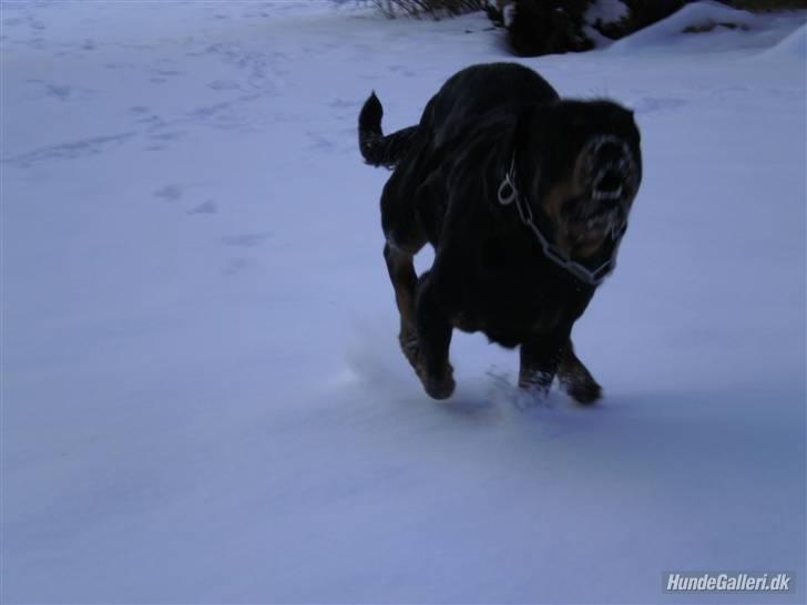 Rottweiler Chica - Den smukke pige med fart på i sneen. :) billede 15