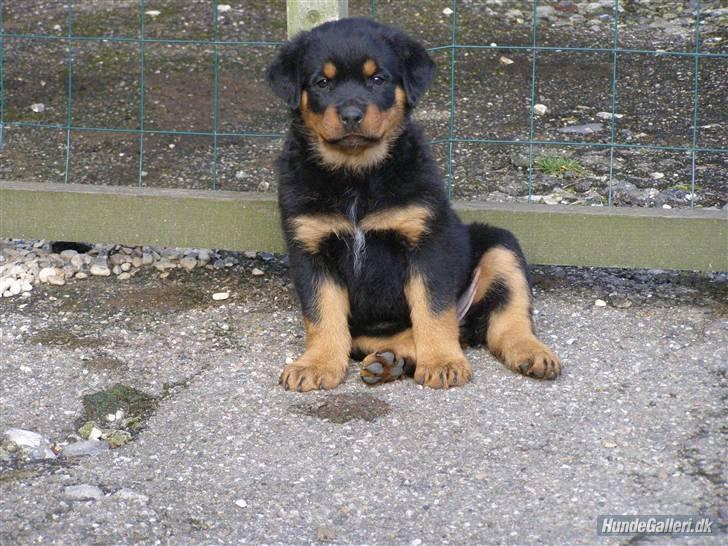 Rottweiler Chica - Som lille hvalp :) billede 19