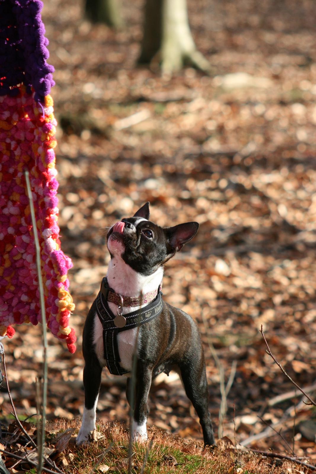 Boston terrier Mille - ej muums.. gir du ikke sådan en andegodbid?  billede 15