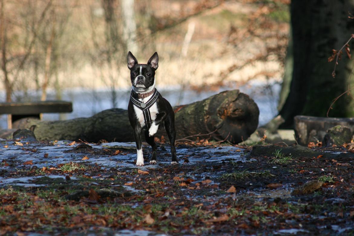 Boston terrier Mille - Hey hvor skal i hen?? skal vi ikke lige herover?  billede 16