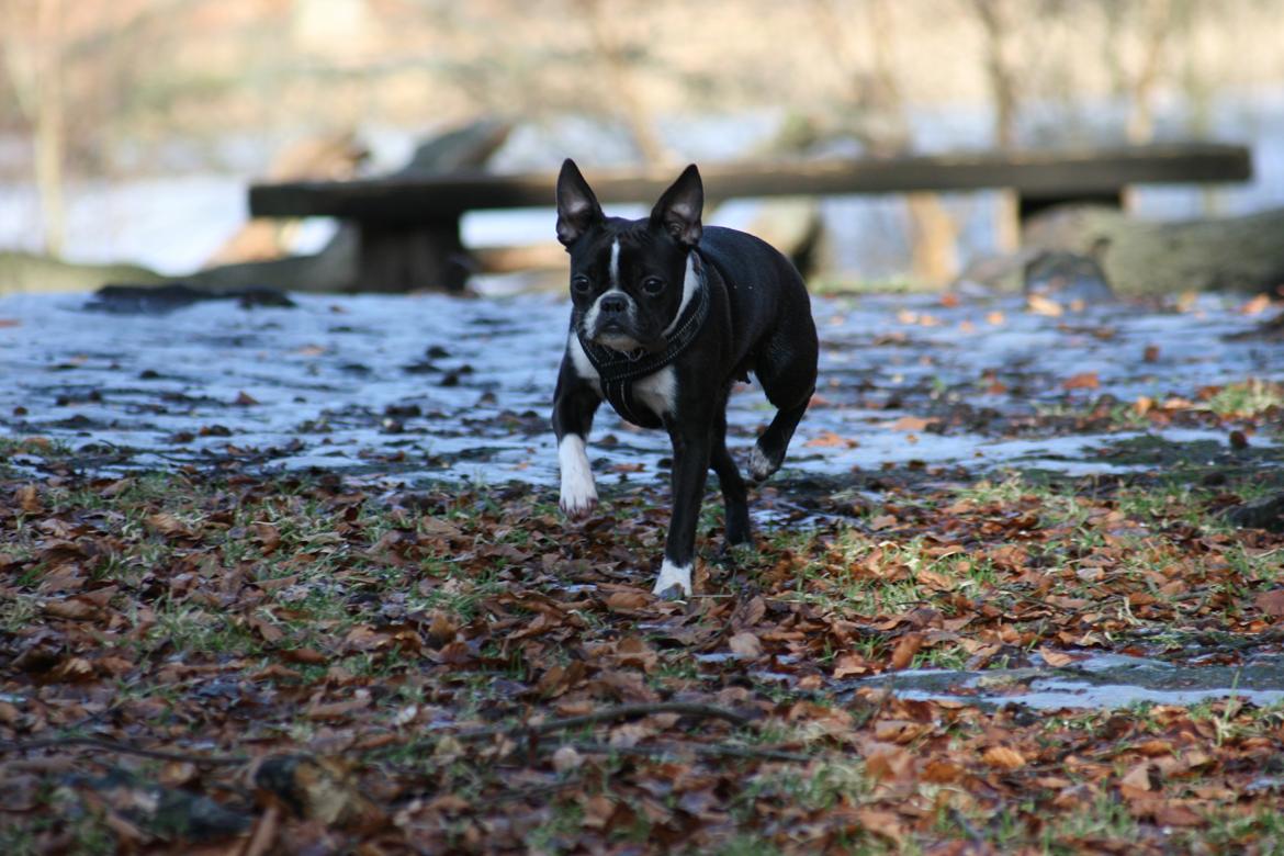 Boston terrier Mille - Viser lige hvad en boston terrier er lavet af ;-)  billede 17