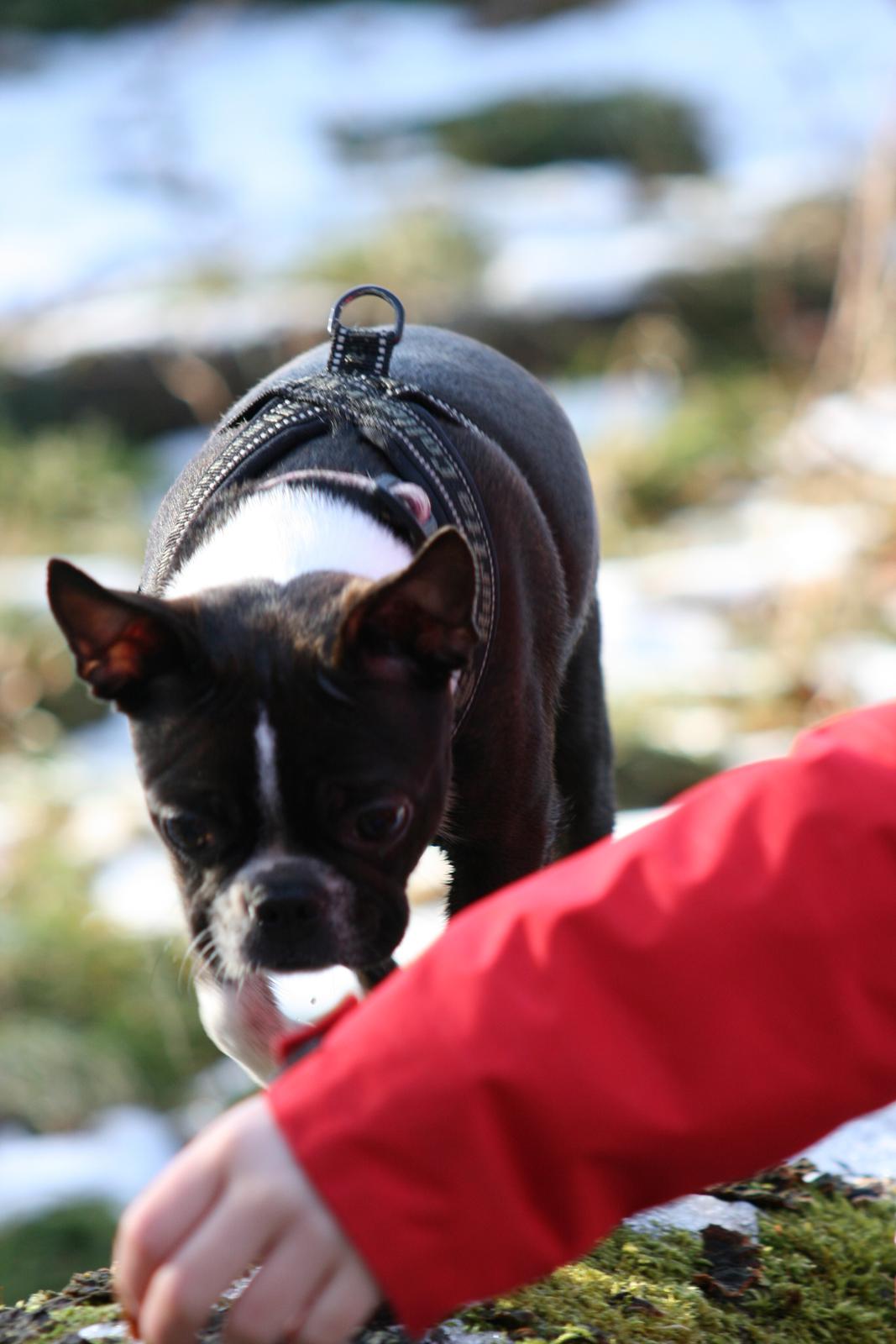Boston terrier Mille - Godbidden er vist i fokus ;-) på en træstamme  billede 18