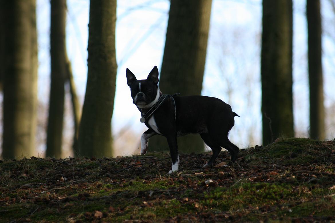 Boston terrier Mille - Fotogen? aaarh vel.. tossede hund :-)  billede 19