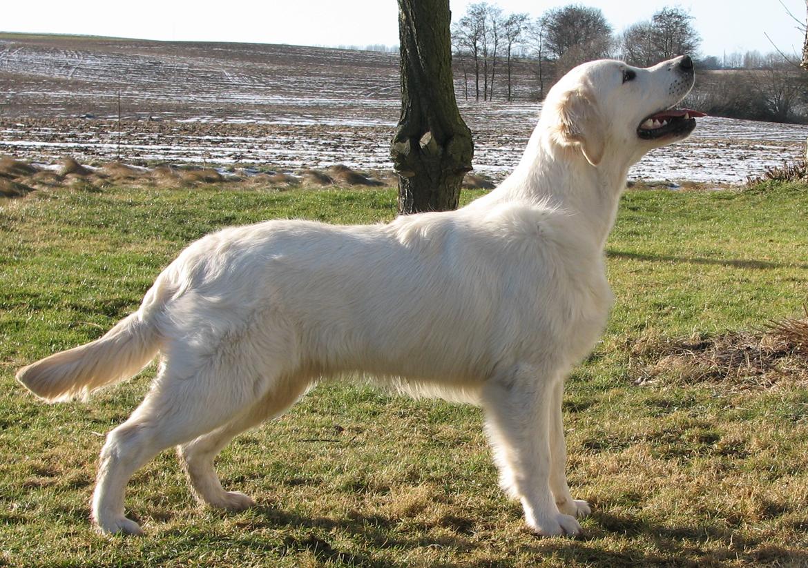 Golden retriever Höhrmann's Bring It On - Hermann 8½ mdr. billede 11