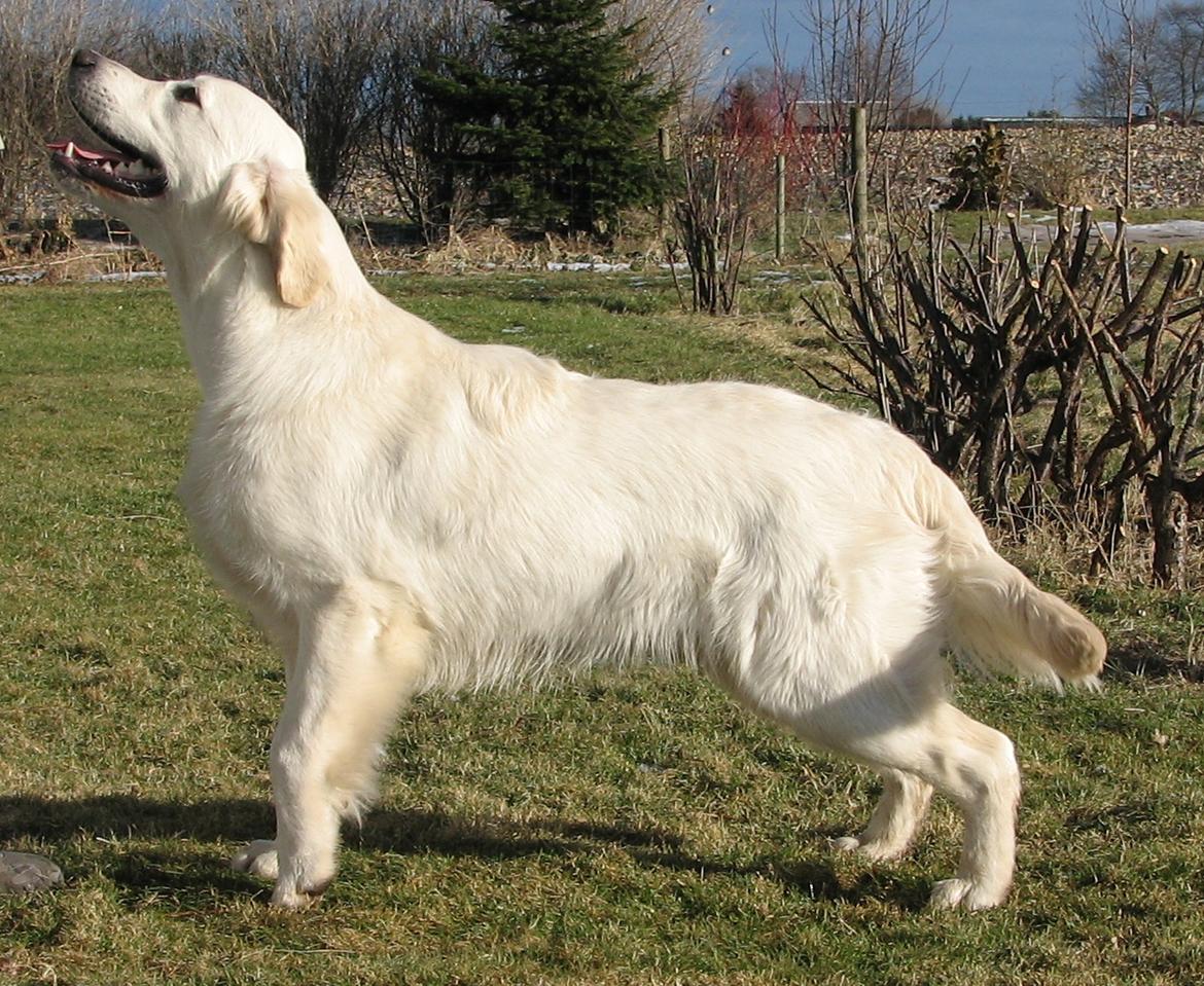 Golden retriever Höhrmann's Bring It On - 8½ mdr. billede 12