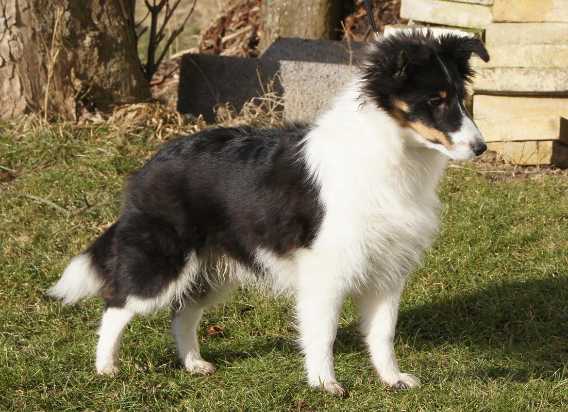 Shetland sheepdog Zarvo'r Precious Black Diamond - 5 mdr. billede 8