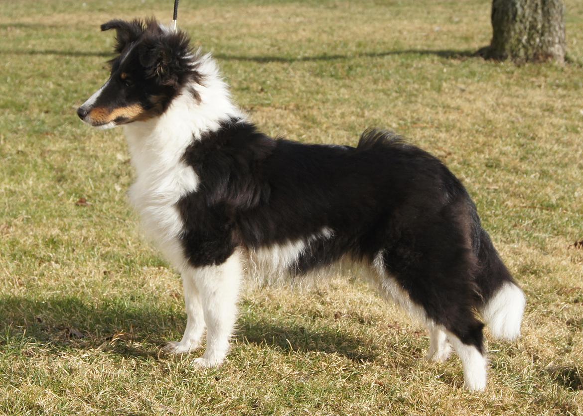 Shetland sheepdog Zarvo'r Precious Black Diamond - 5 mdr. billede 9