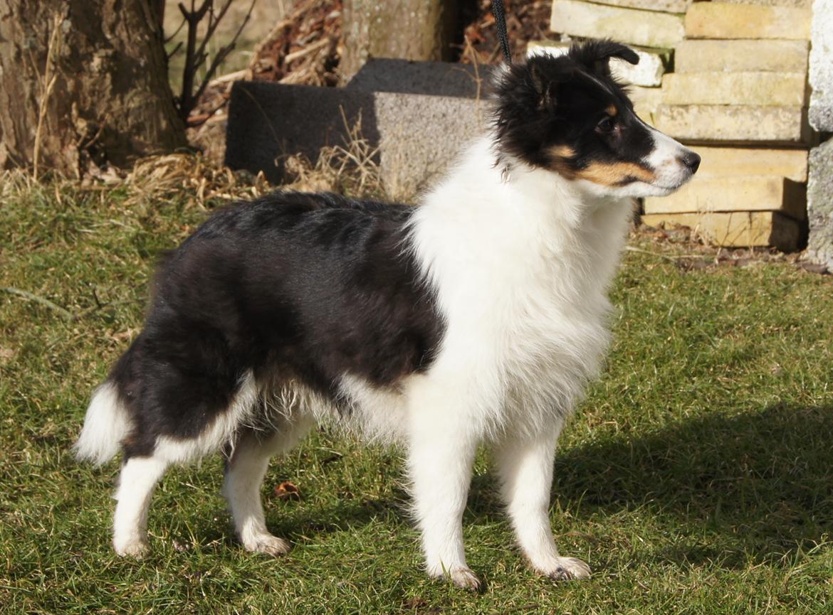 Shetland sheepdog Zarvo'r Precious Black Diamond billede 10