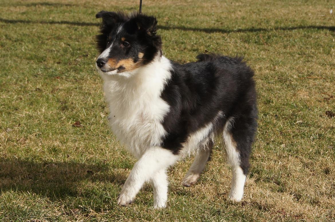 Shetland sheepdog Zarvo'r Precious Black Diamond billede 11