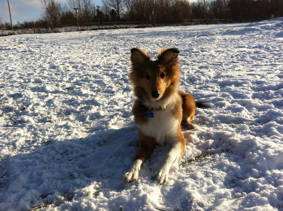 Shetland sheepdog Zeus - Zeus ca. 5 måneder gammel <3 billede 1