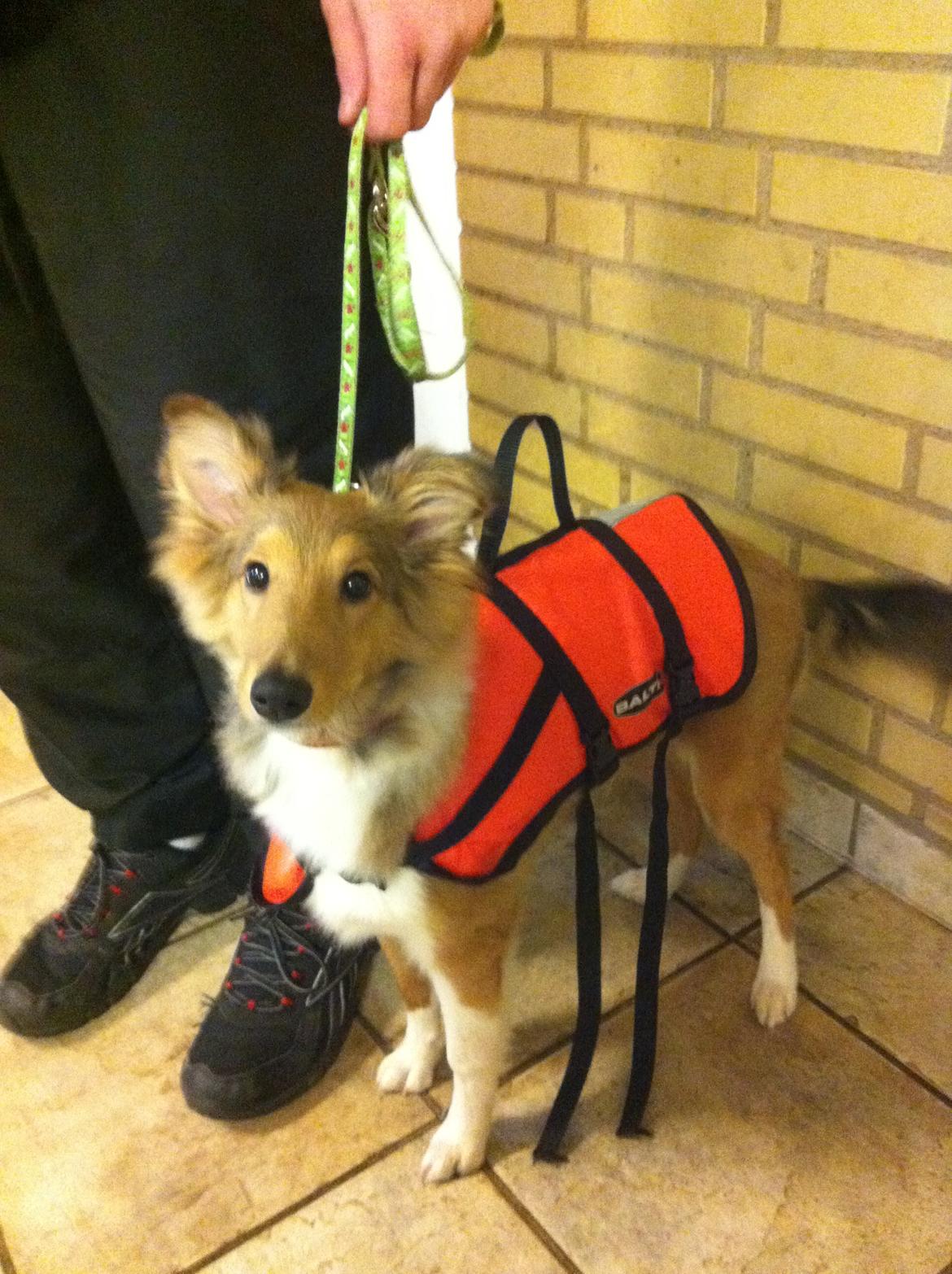 Shetland sheepdog Zeus - hundesvømning :) billede 2
