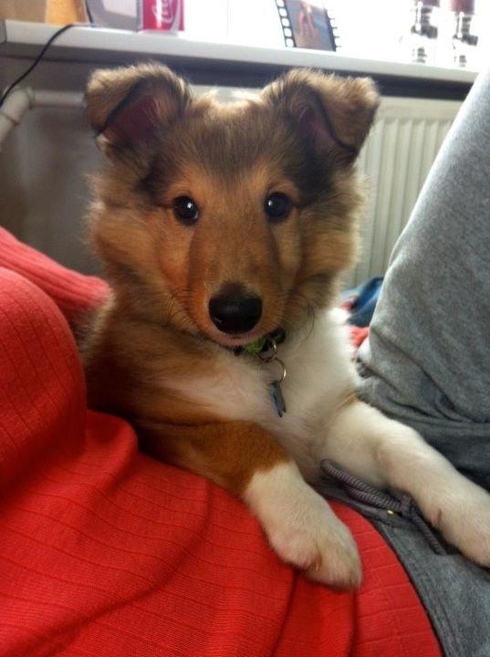Shetland sheepdog Zeus - en af de første dage hjemme ved os .. 9 uger gammel :) billede 4