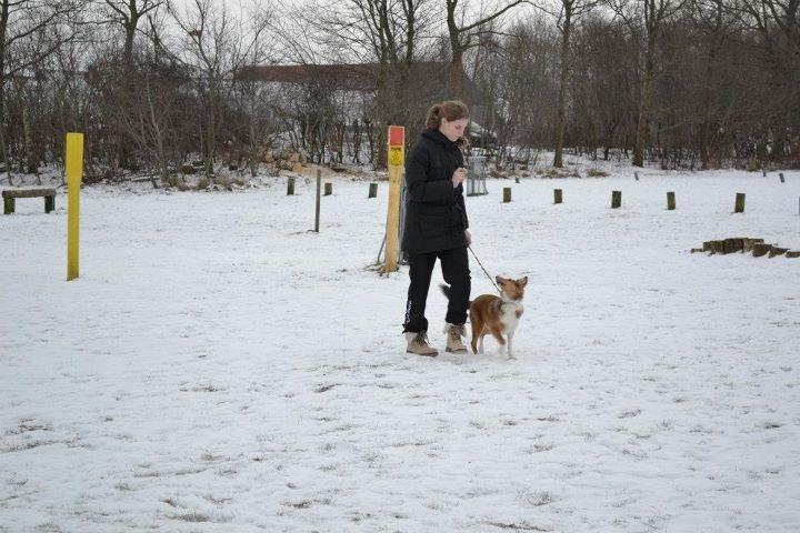 Shetland sheepdog Zeus - sidste dag på hvalpehold ! :) billede 5