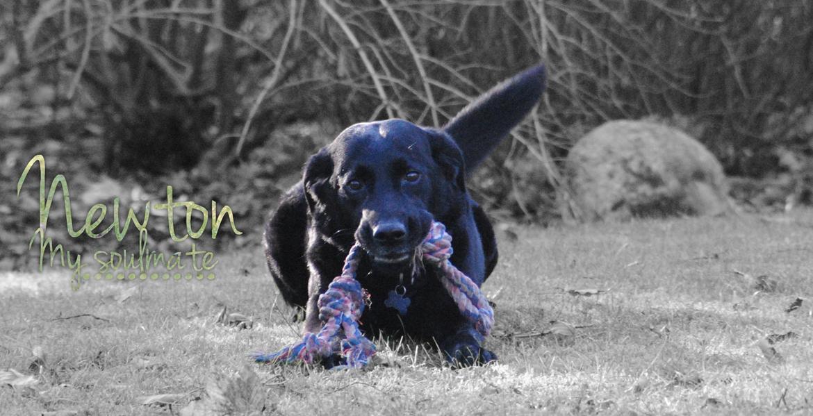 Labrador retriever Newton <3 - Billedet taler for sig selv<3 billede 12