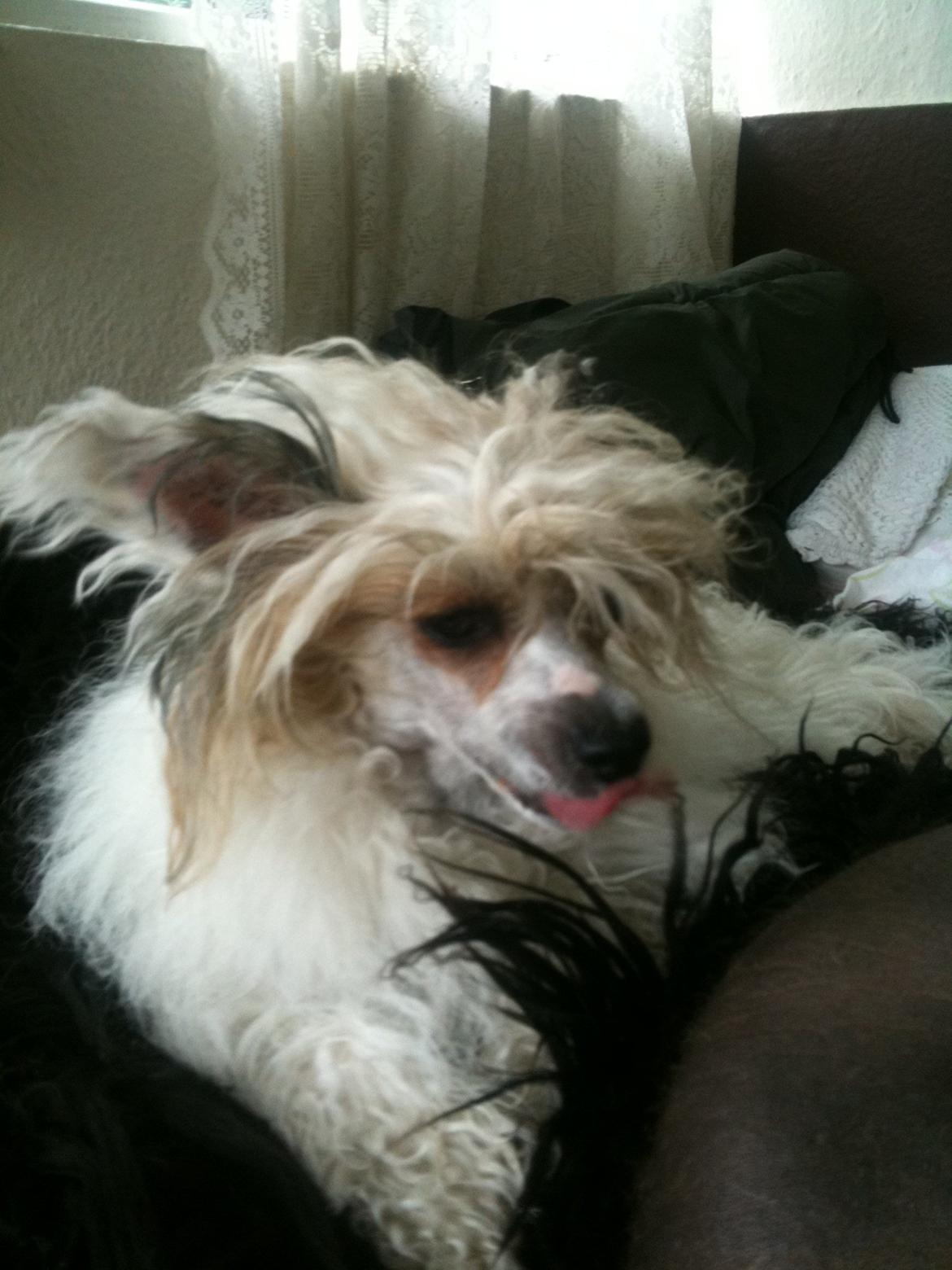 Chinese crested powder puff Sarie billede 1