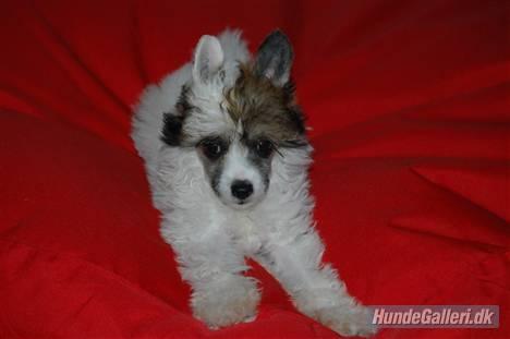 Chinese crested powder puff Sarie billede 2