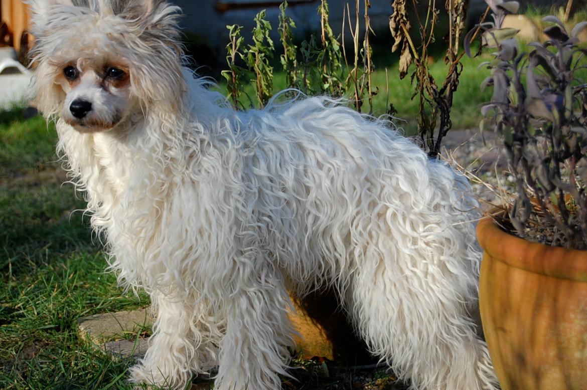 Chinese crested powder puff Sarie billede 4