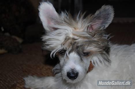 Chinese crested powder puff Sarie billede 3