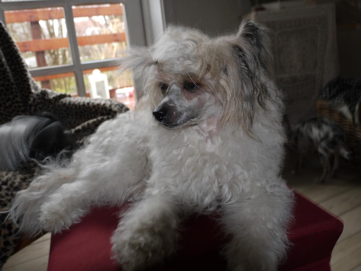 Chinese crested powder puff Sarie billede 5