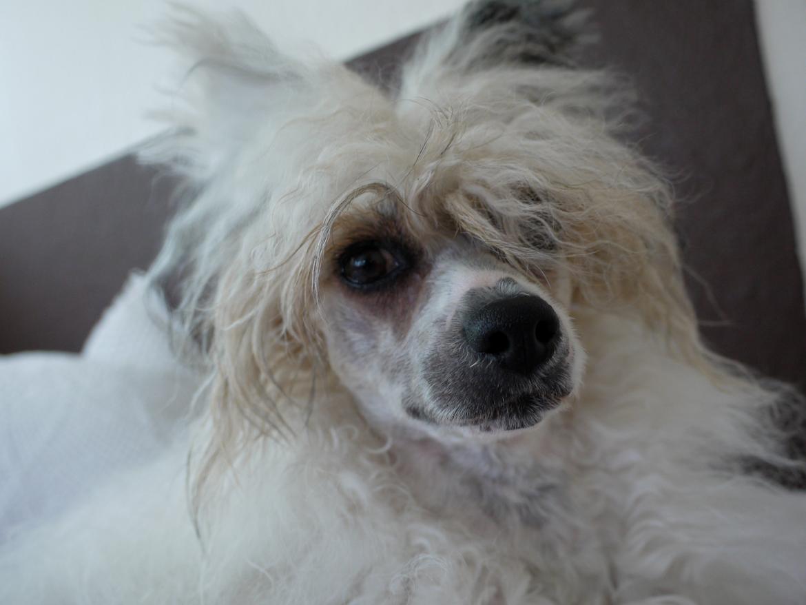 Chinese crested powder puff Sarie billede 6