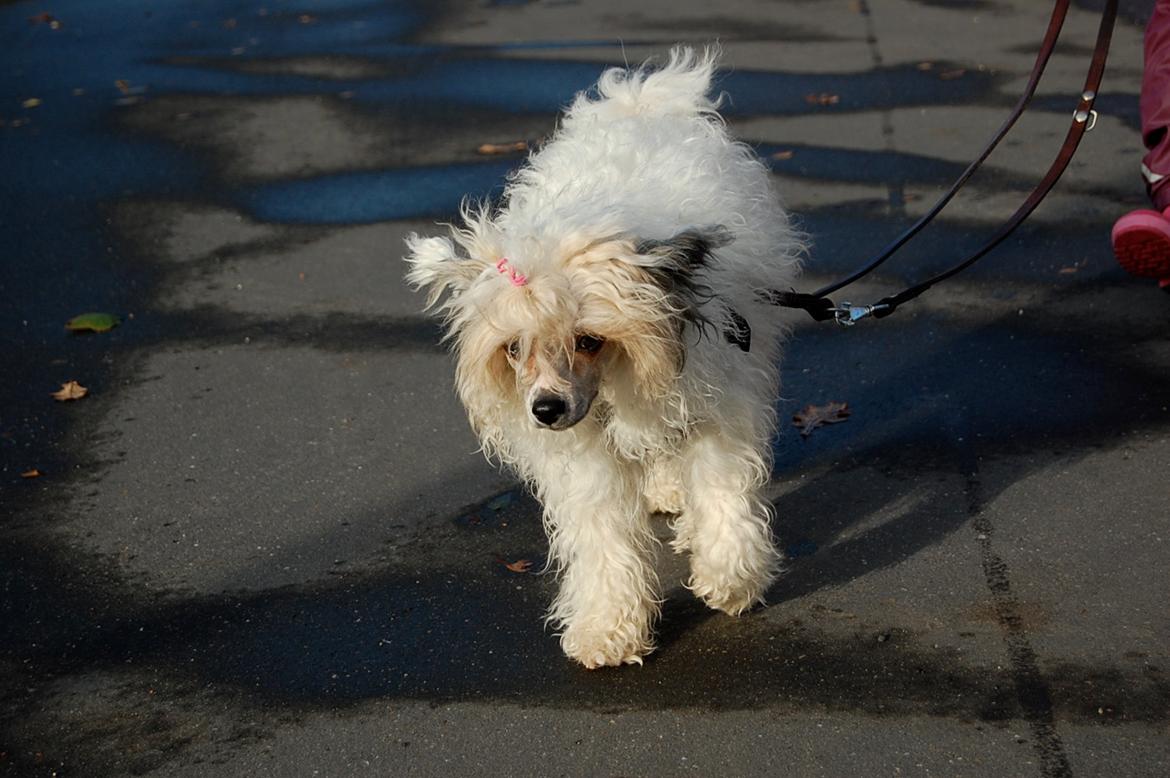 Chinese crested powder puff Sarie billede 7