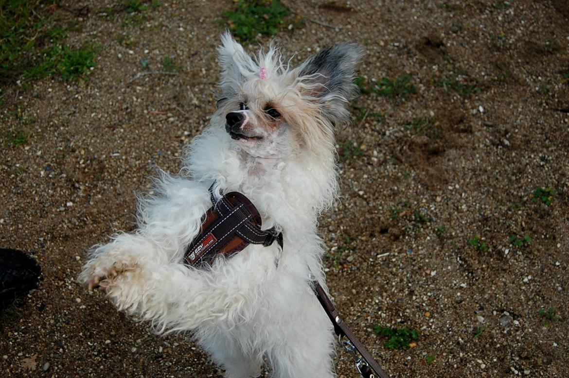 Chinese crested powder puff Sarie billede 8