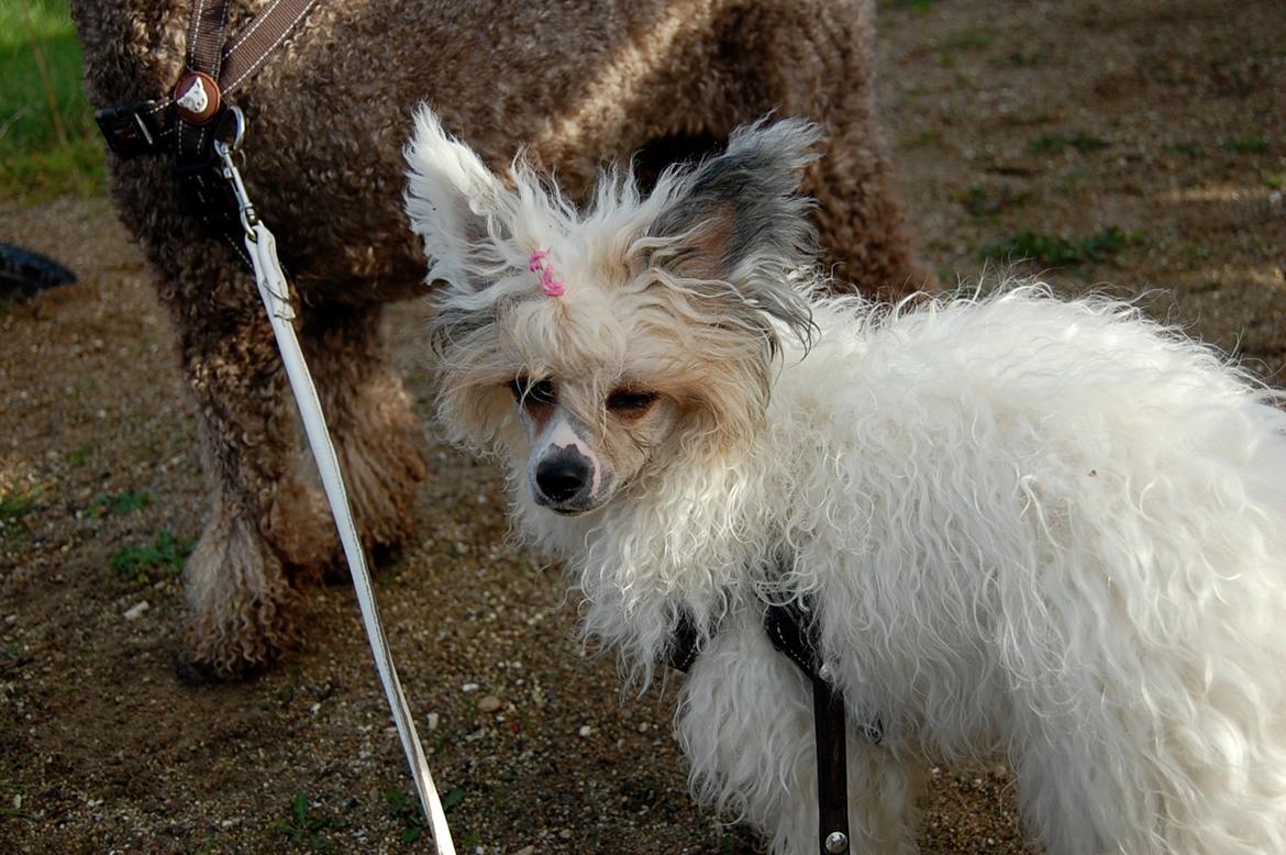 Chinese crested powder puff Sarie billede 9