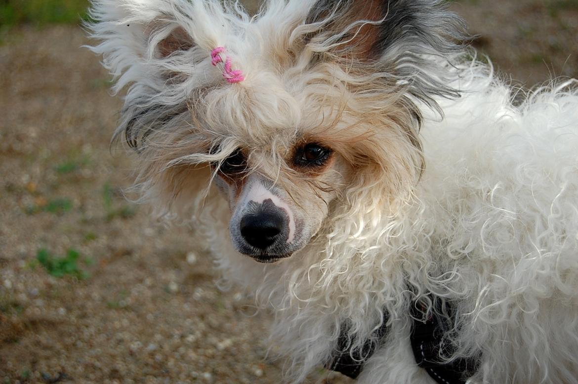 Chinese crested powder puff Sarie billede 10