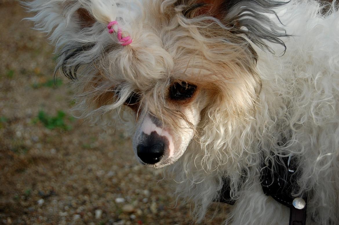 Chinese crested powder puff Sarie billede 11