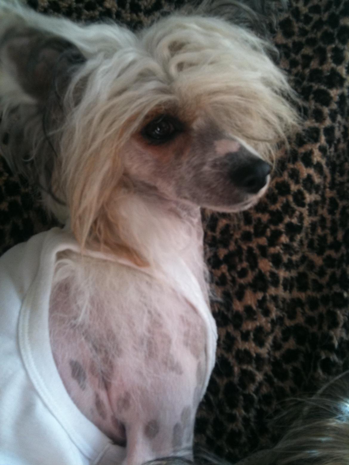 Chinese crested powder puff Sarie billede 12