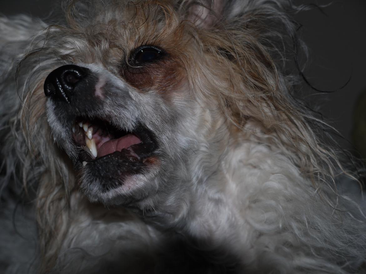 Chinese crested powder puff Sarie billede 13