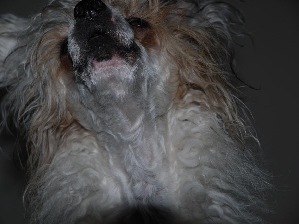 Chinese crested powder puff Sarie billede 14