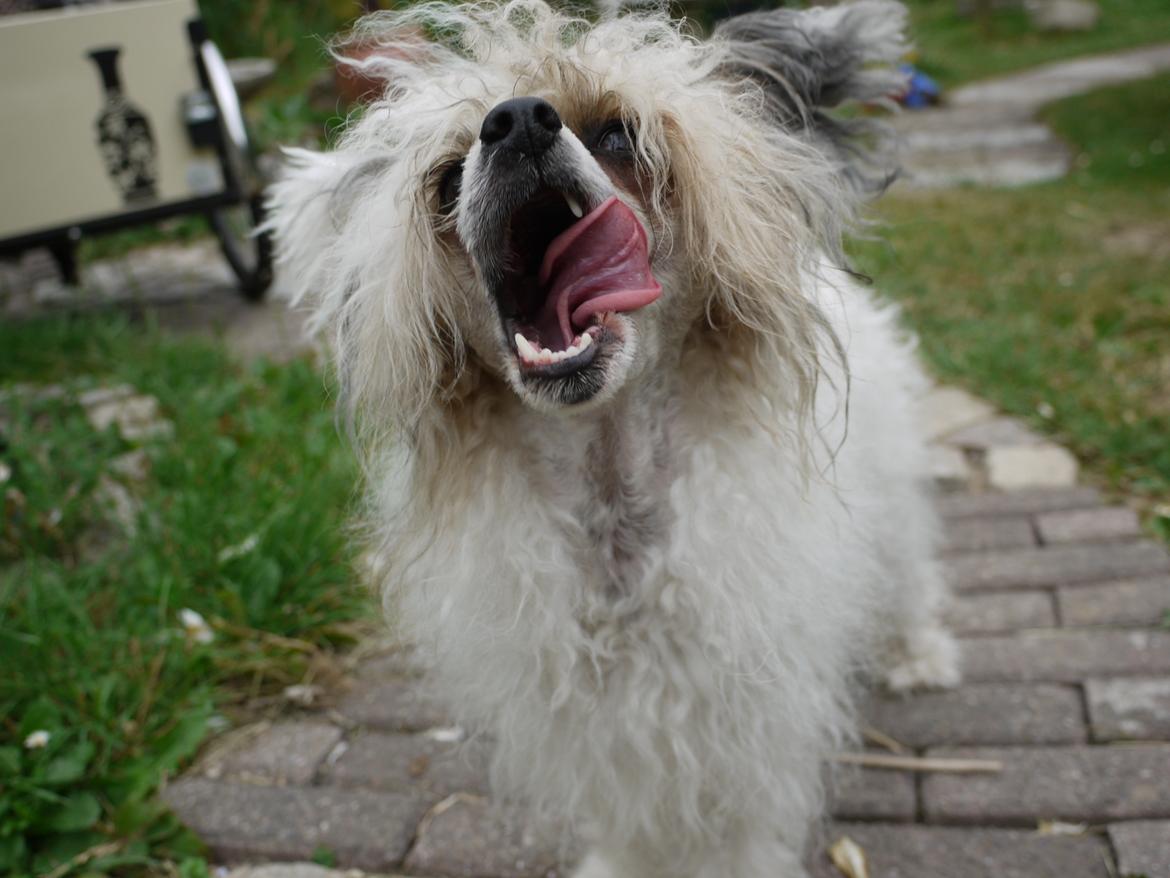 Chinese crested powder puff Sarie billede 15