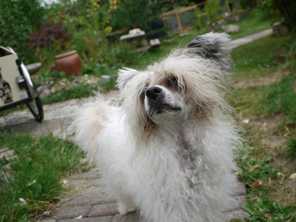 Chinese crested powder puff Sarie billede 16