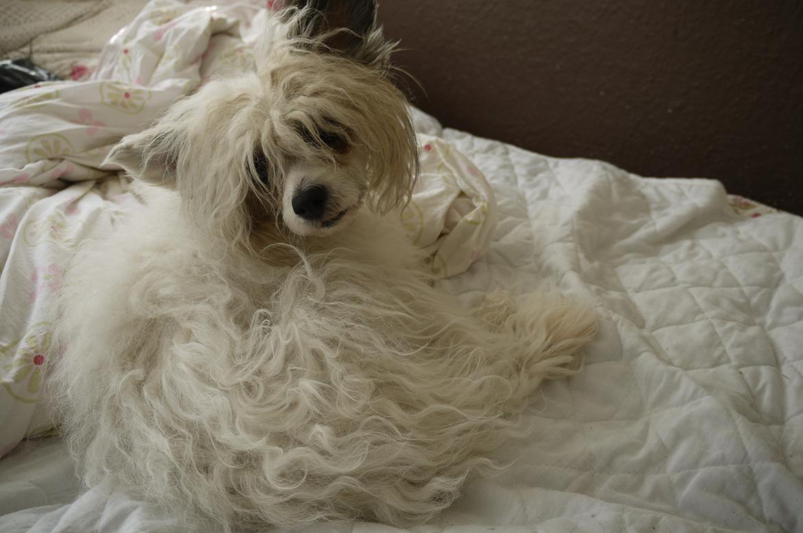 Chinese crested powder puff Sarie billede 17