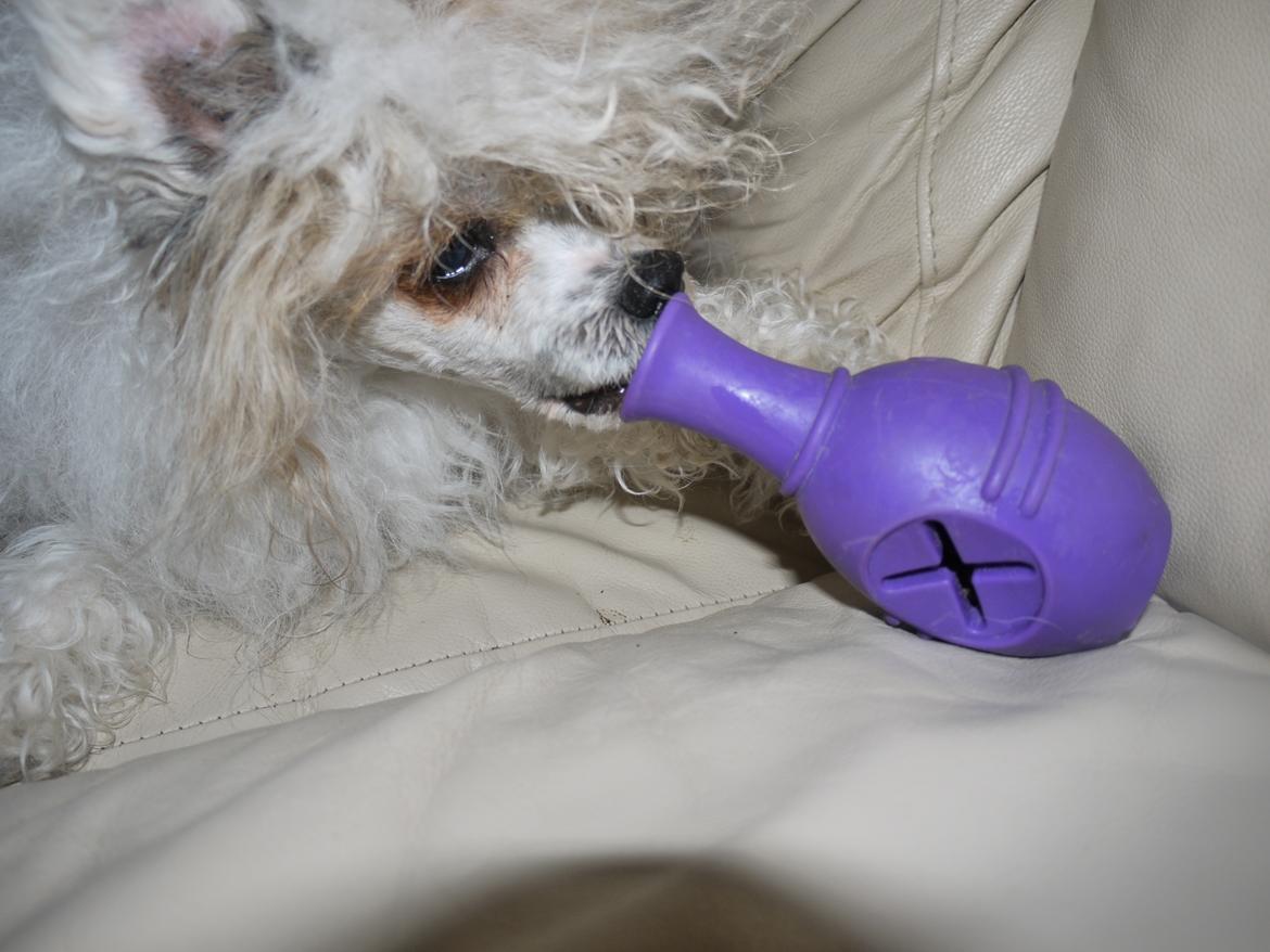 Chinese crested powder puff Sarie billede 18