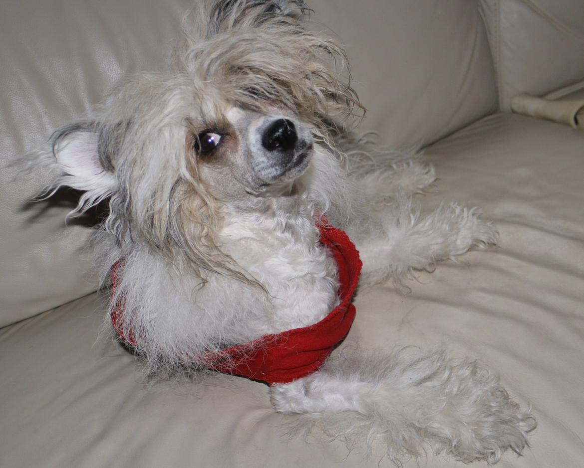 Chinese crested powder puff Sarie billede 19