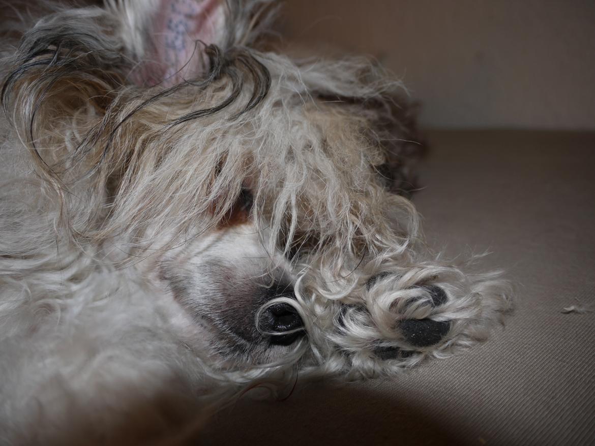 Chinese crested powder puff Sarie billede 20