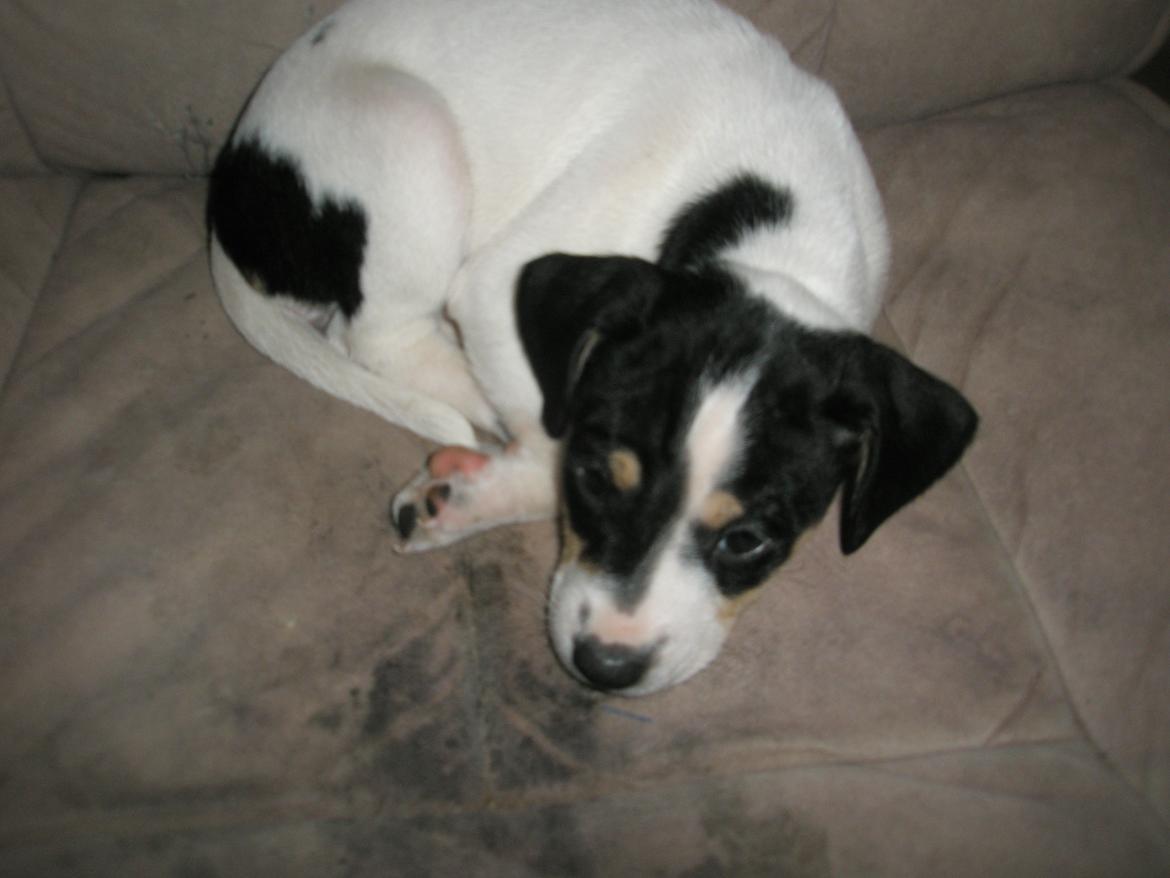 Dansk svensk gaardhund bitten billede 3