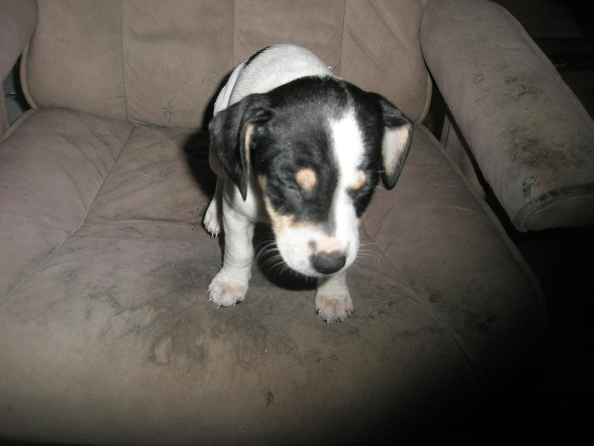 Dansk svensk gaardhund bitten billede 5