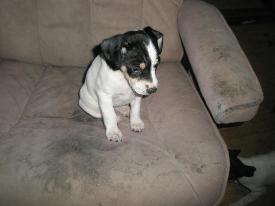 Dansk svensk gaardhund bitten billede 6